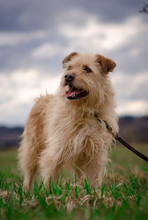 Groszek do pilnej adopcji