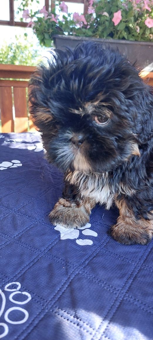 Shih-tzu sliczny chlopak