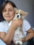 Welsh Corgi Pembroke FCI