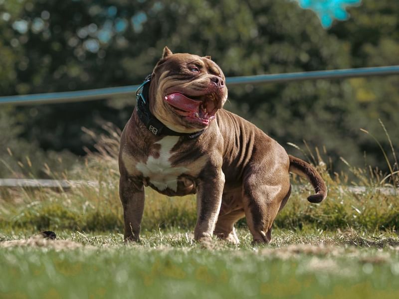 Reproduktor American Bully XL