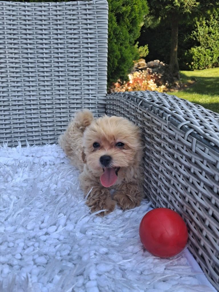 Piękna Sunia Maltipoo XS