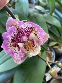 орхідея фаленопсис метелик