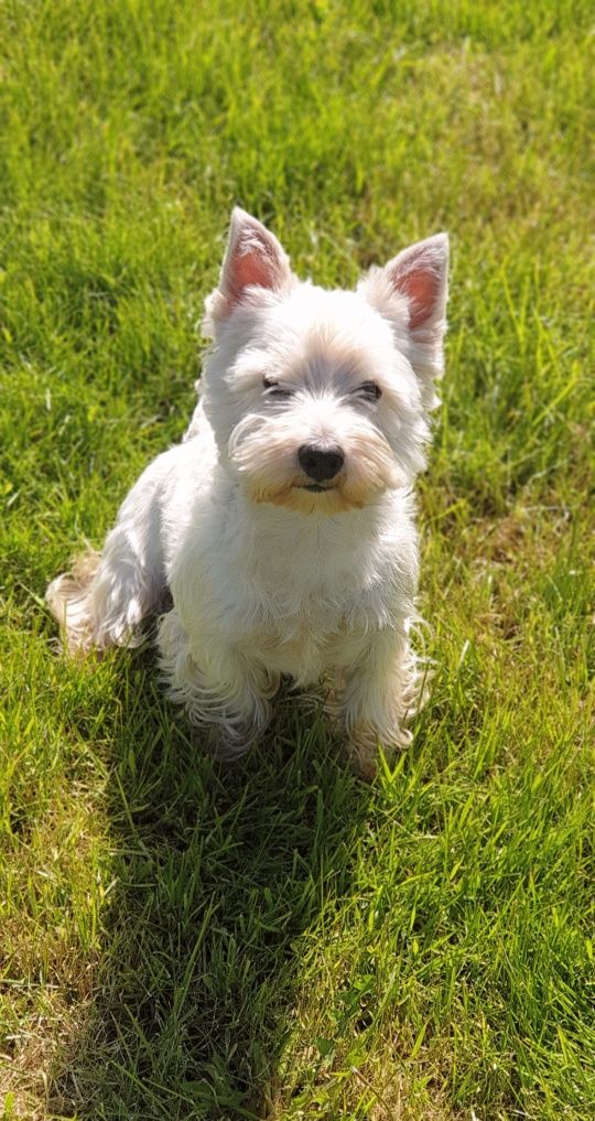 West Highland White Terrier piesek