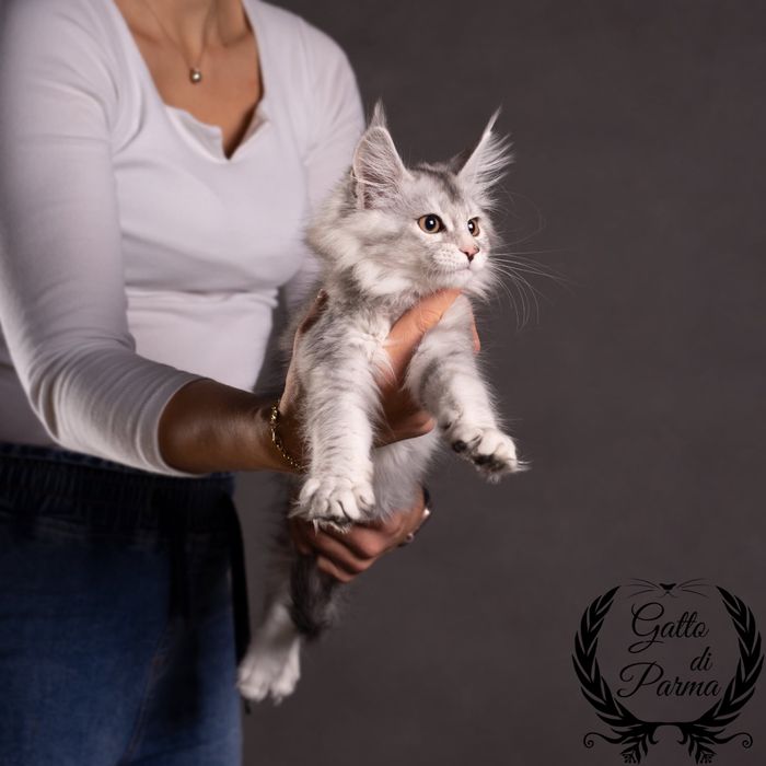 Kotka Maine Coon FPL szylkretka czarna srebrzysta