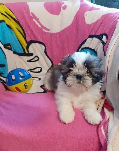 Uroczy i malutki piesek shih tzu -Czaruś-gotowy do odbioru.