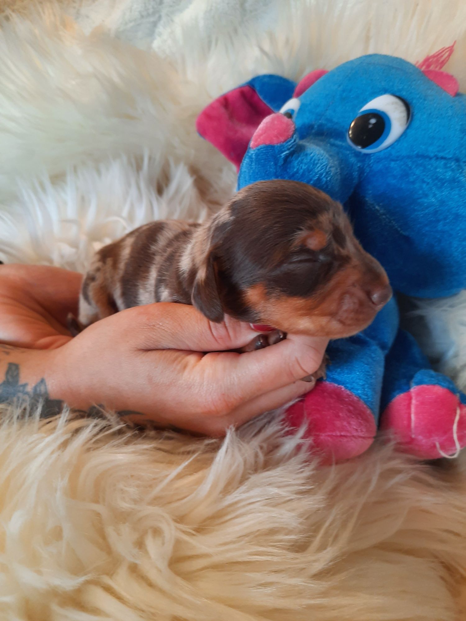 **Jamnik miniaturowy **piesek choco merle do rezerwacji