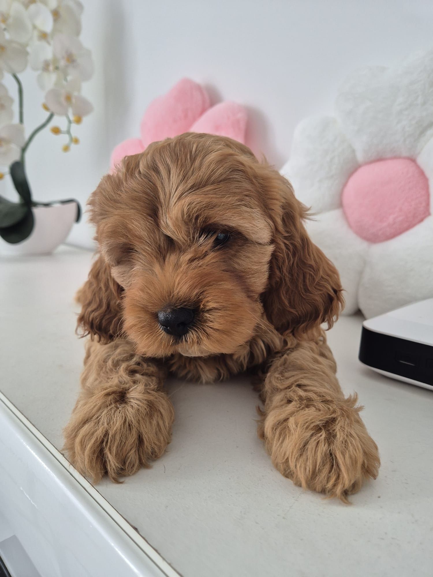 Piesio Cavapoo F1 Cavalier - Pudel