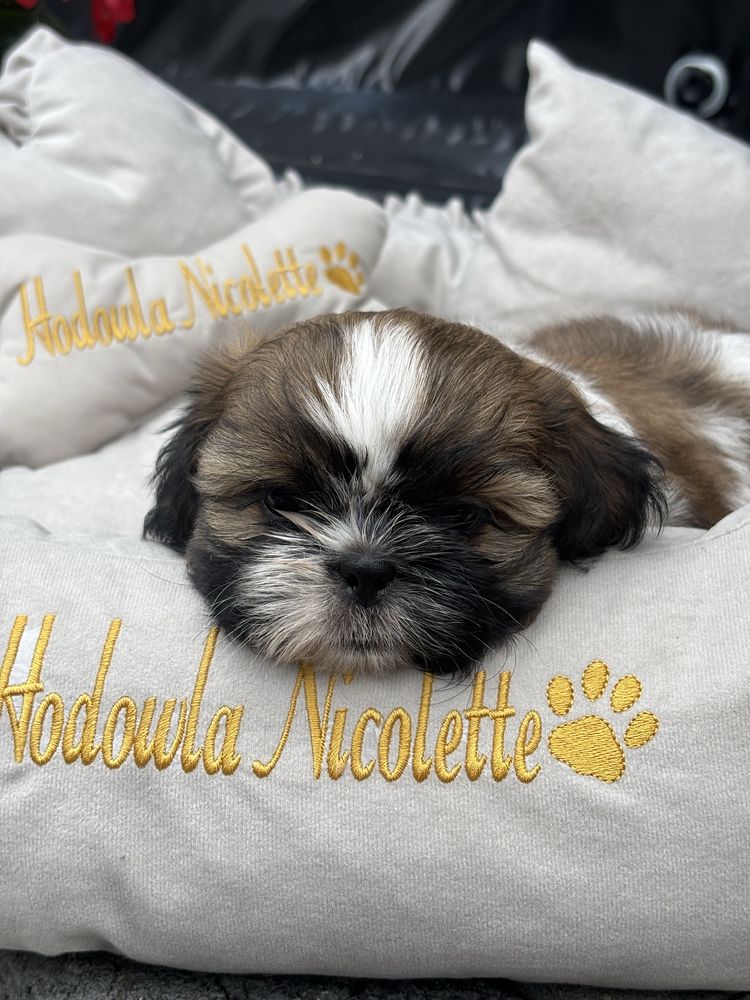 Suczka shih tzu tricolor