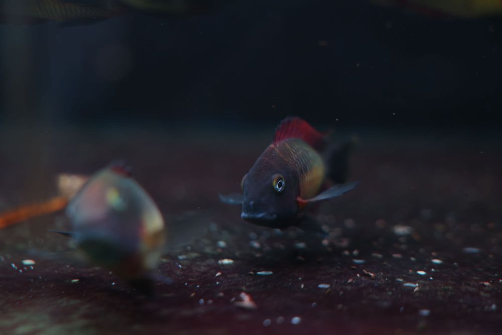 So 25 disponíveis Ciclideos africanos Tropheus kasanga (red rainbow)