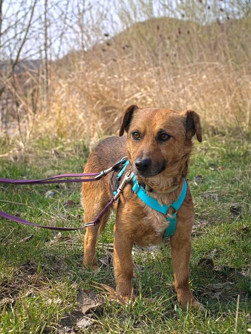 Bursztynek - rozczulający, mały psiak, idealny towarzysz - do adopcji.