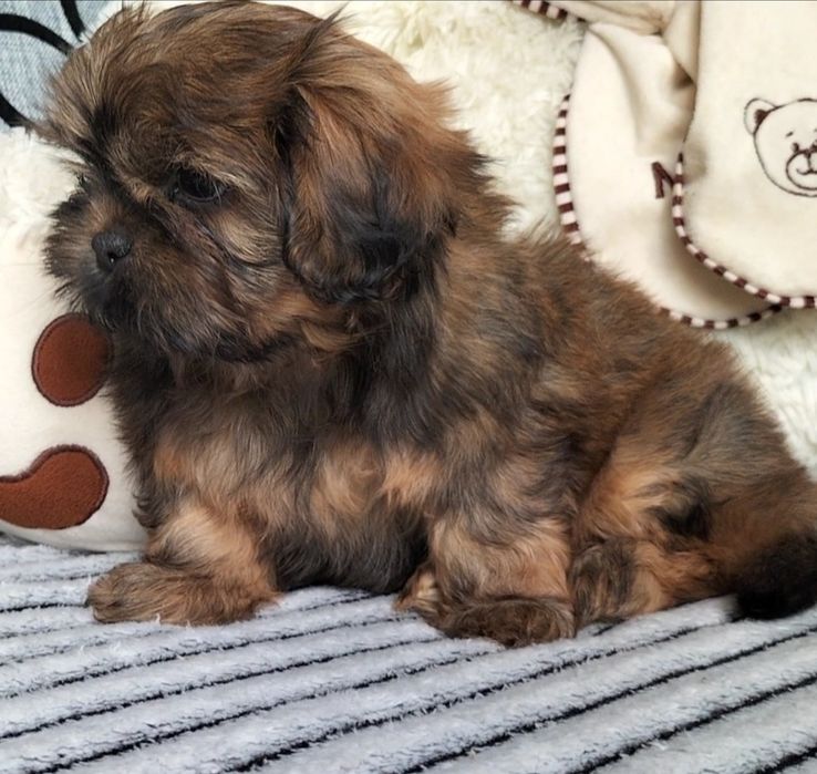 Shih Tzu śliczny piesek