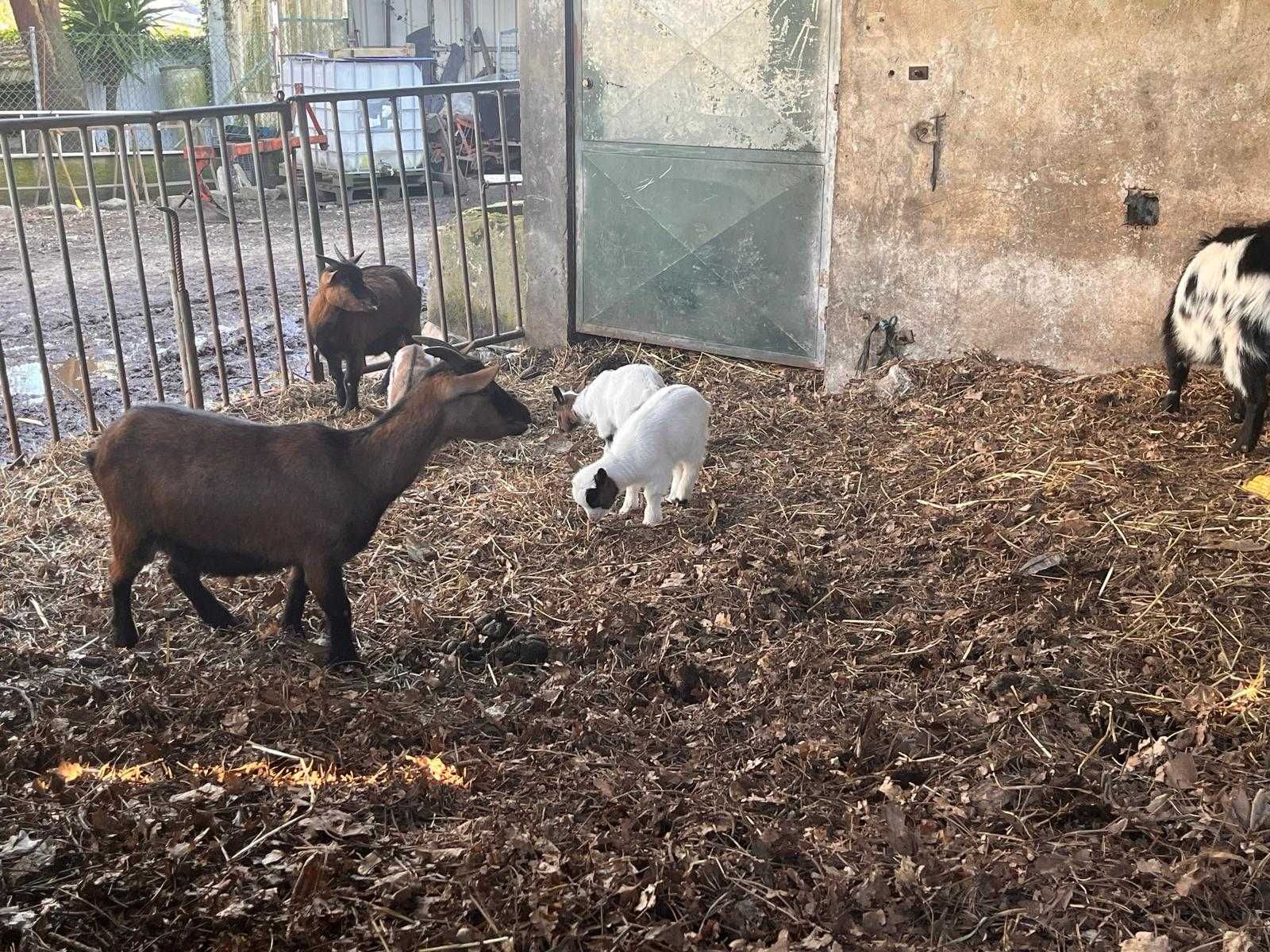 Cabras Anas muito pequenas