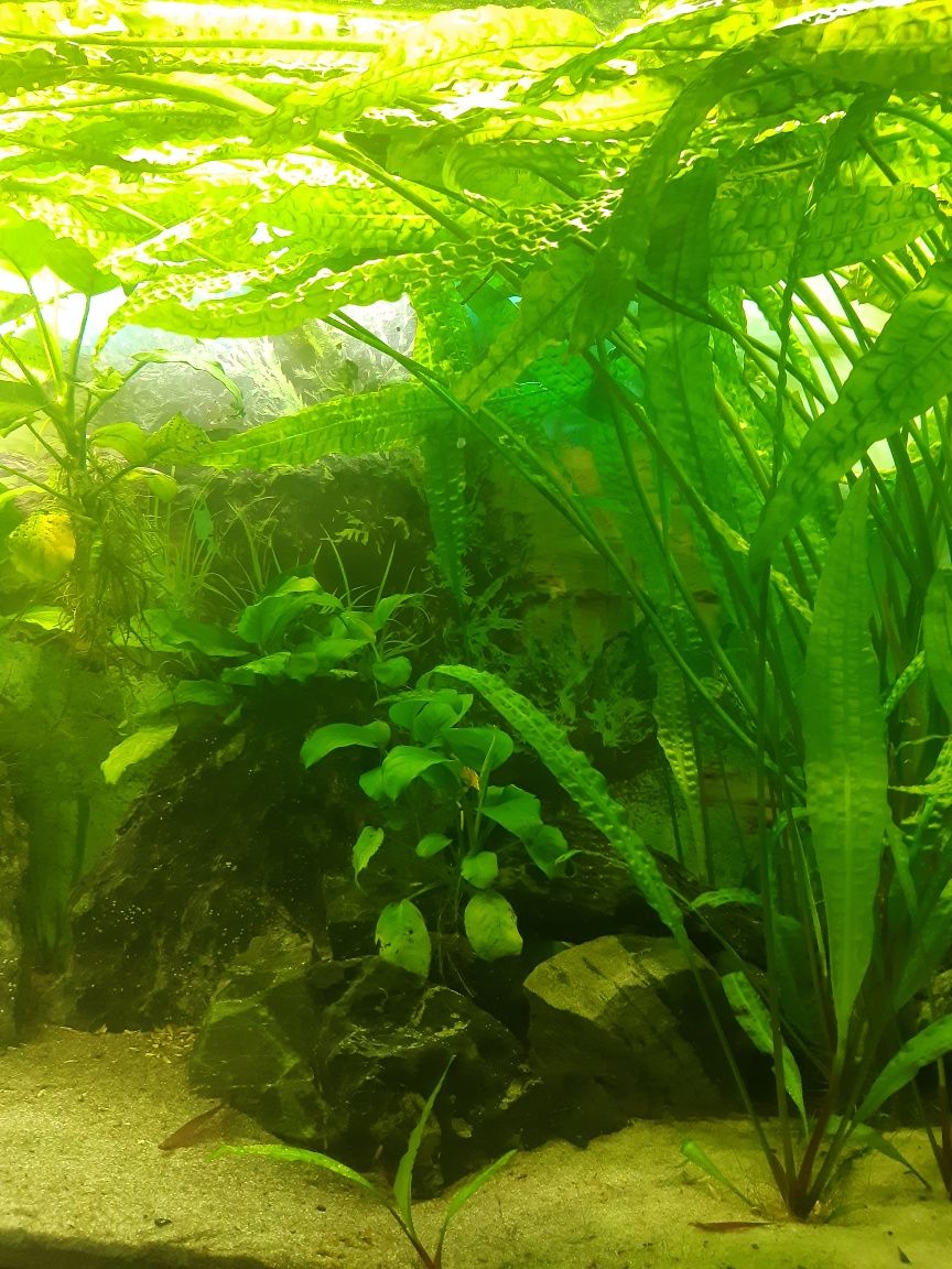 Cryptocoryne-roślina akwariowa