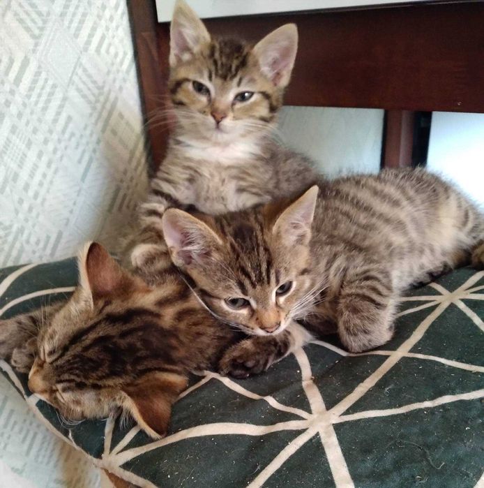 Віддам в добрі руки кошенят