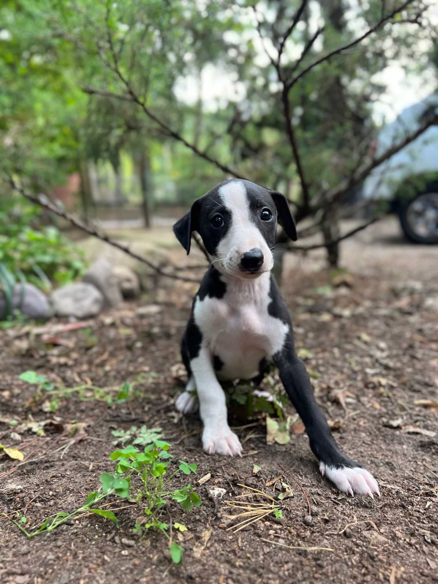 Whippet piesek hodowla FCI