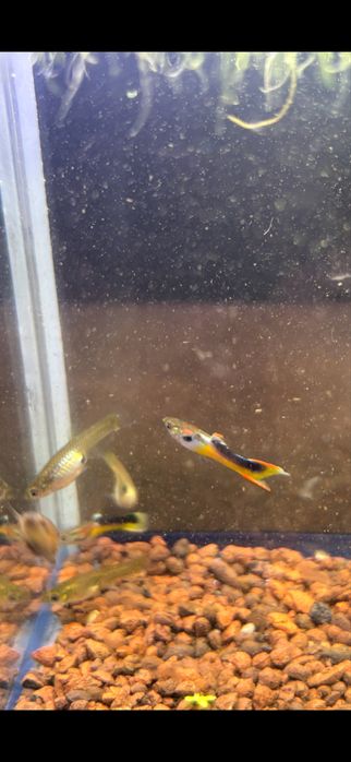 Gupiki Endlera Saddle Back