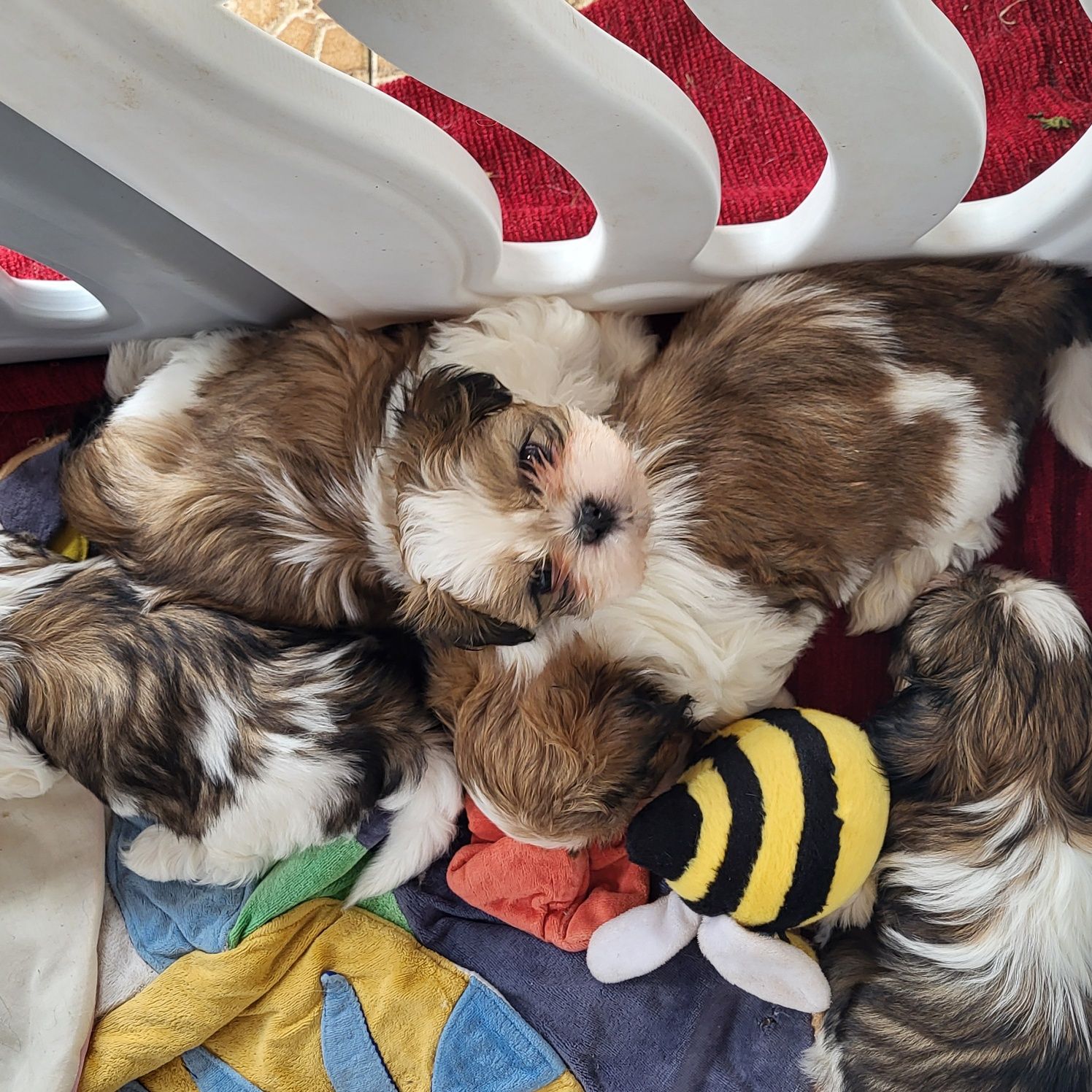 Shihtzu shih-tzu pies rodowodem samiec