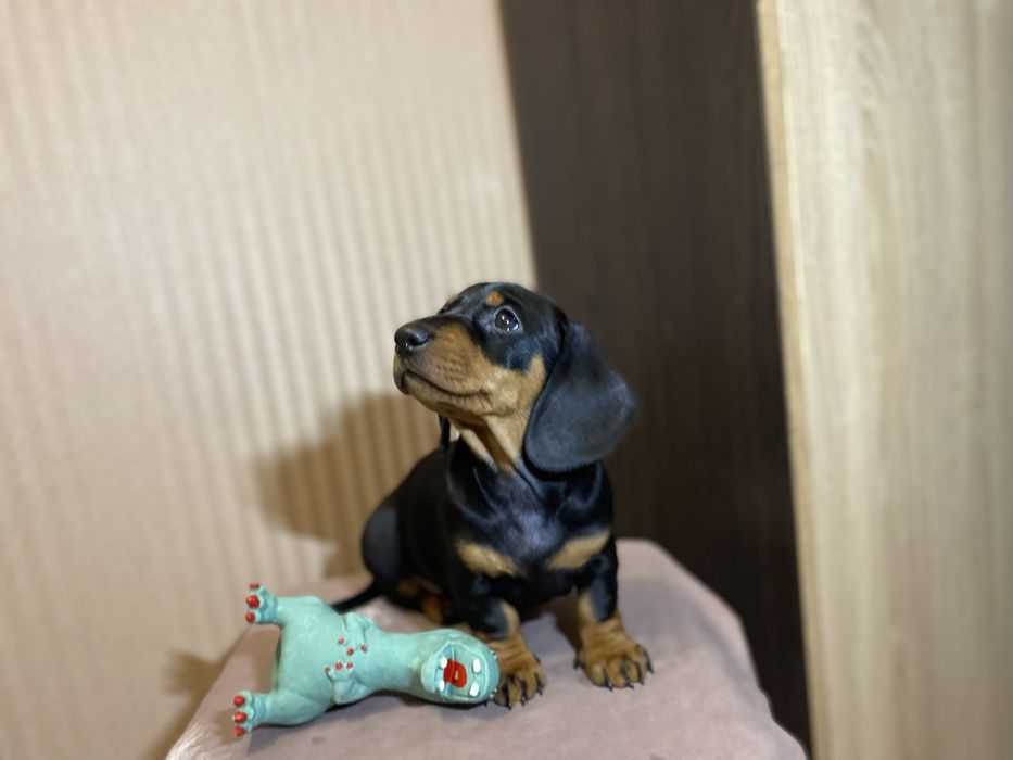 Чистокровна такса, чорна рижа руда