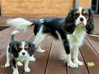 Cavalier King Charles spaniel