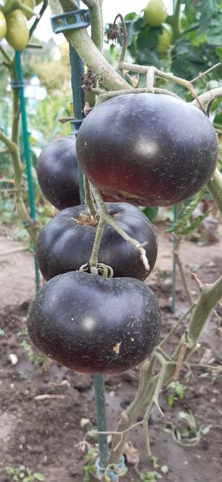 Nasiona pomidorów-zestaw