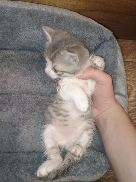 Віддам кішку в добрі руки