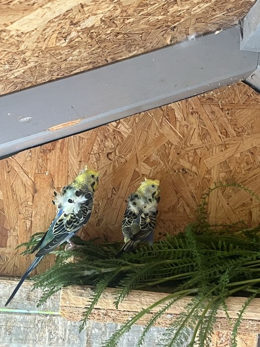 Młode papugi faliste helikoptery
