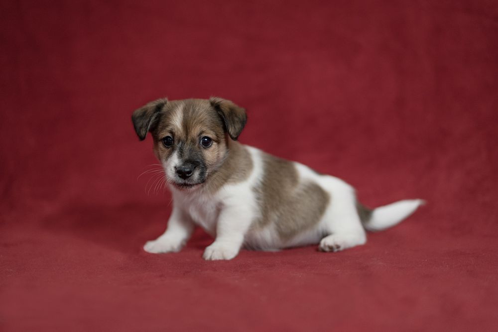 Chłopiec Jack Russell terrier nr 1/badania genetyczne/DO ODBIORU