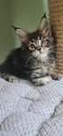 Kocurek maine coon Keks