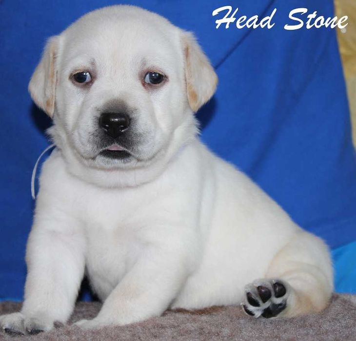 КСУ-FCI Лабрадор ретривер