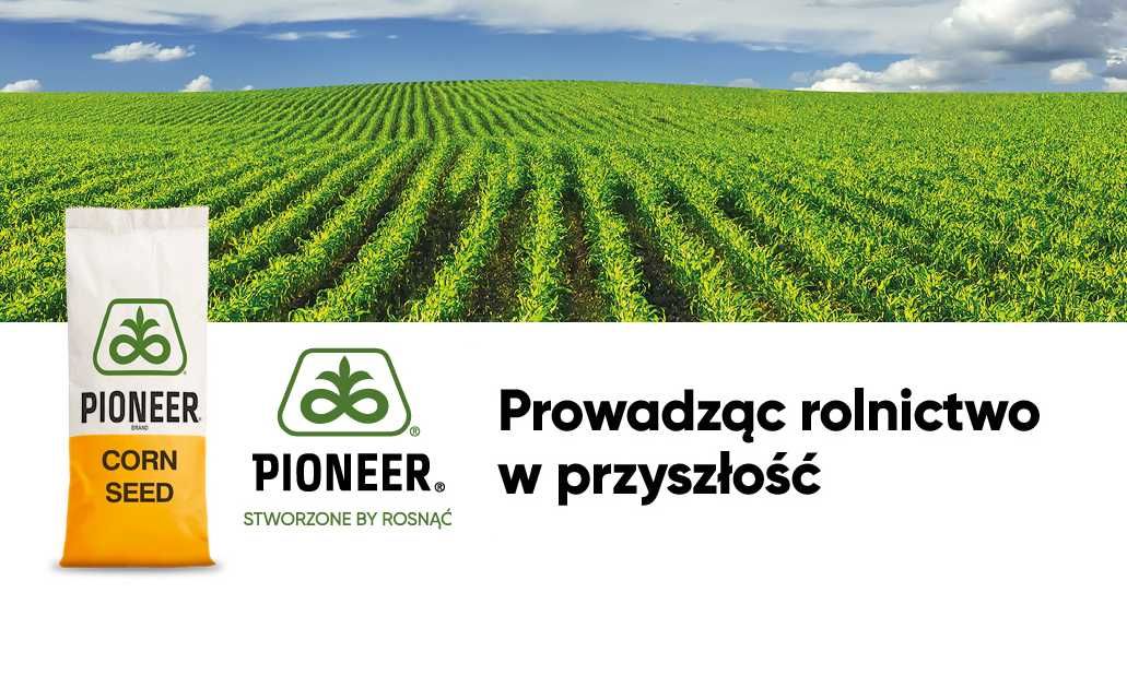 Dystrybutor PIONEER - kukurydza nasiona kukurydzy odmiana P8834 i inne