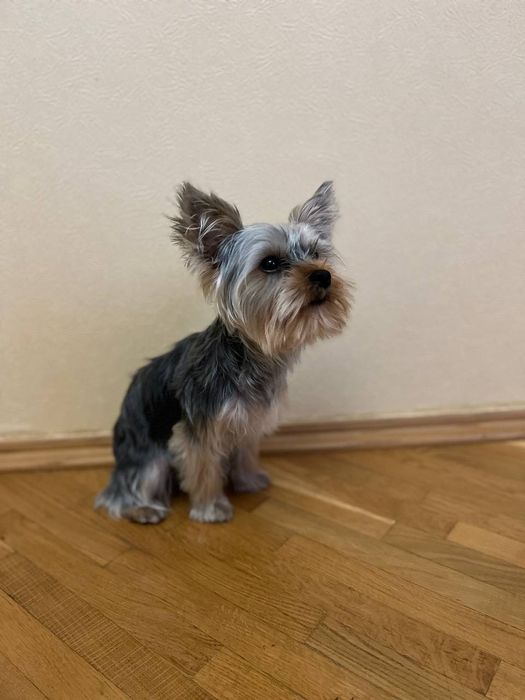 Йоркширський тер'єр шукає наречену