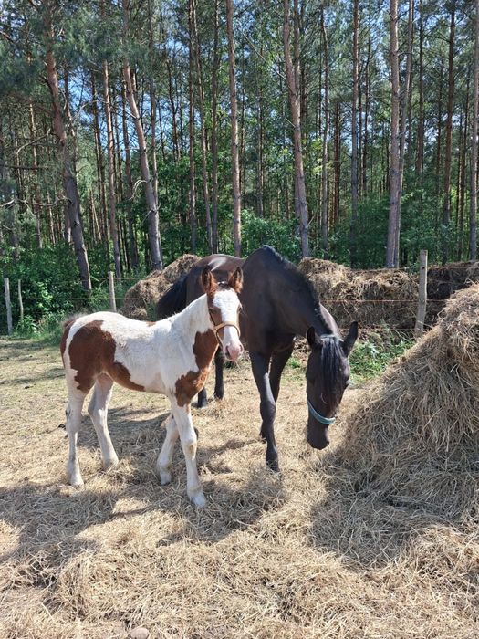 Sprzedam klacz z źrebakiem