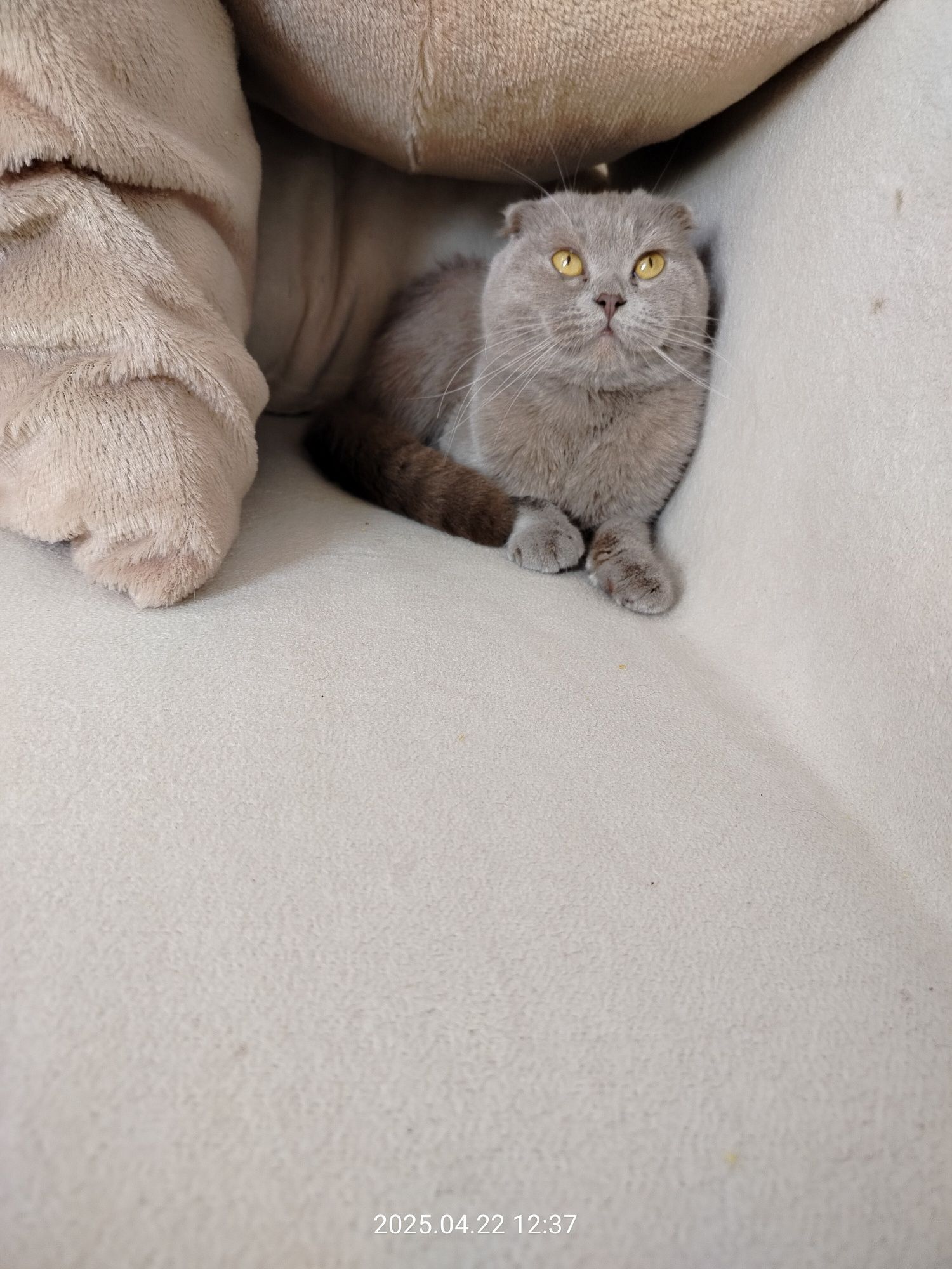 Кошенята, Котята, котики