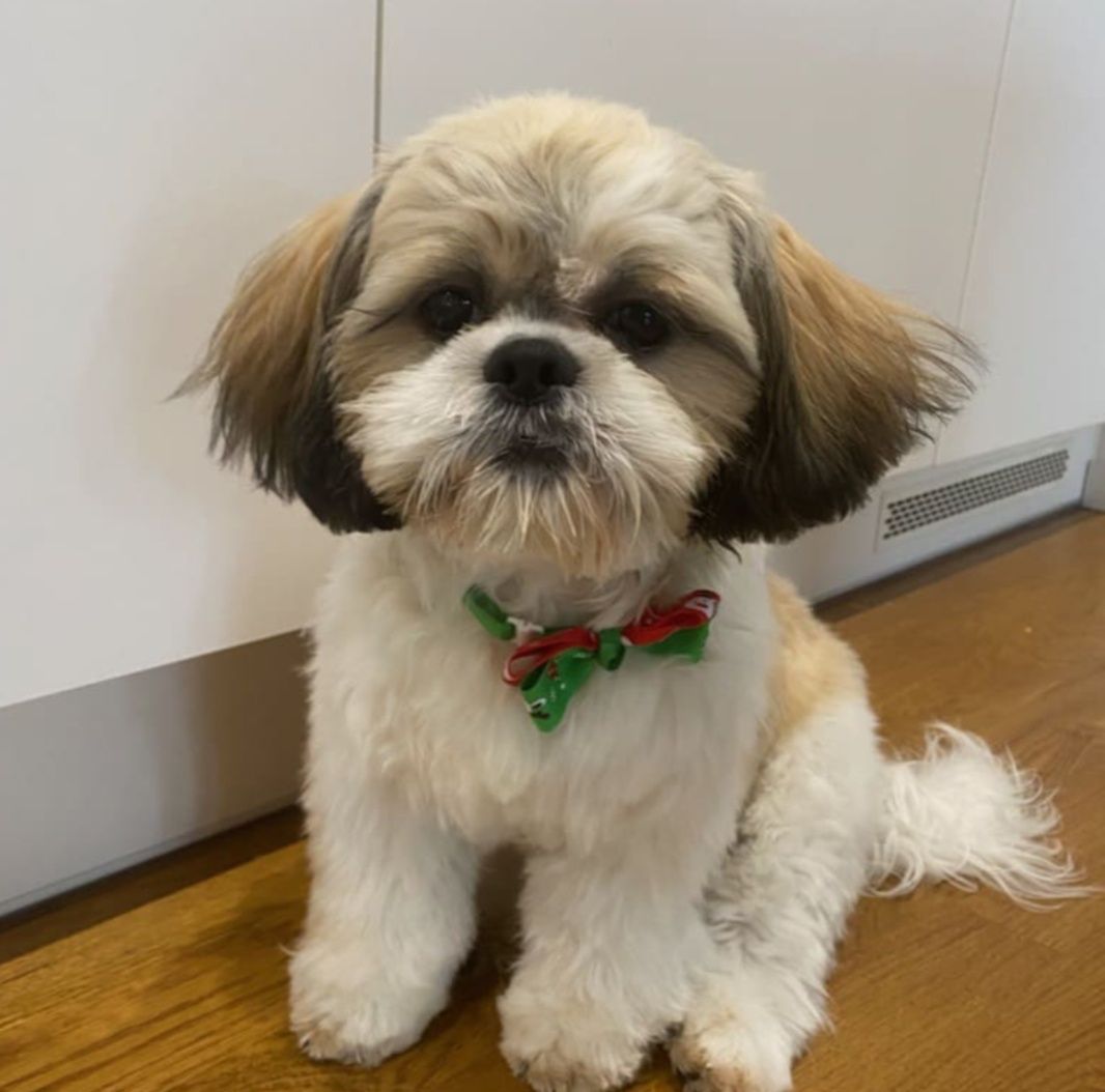 **Shihtzu z Brit Life*PL Rodowód Chip