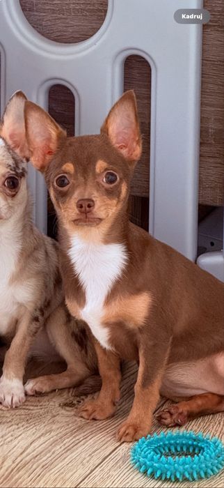 ***CLEO*** czekoladowa Chihuahua