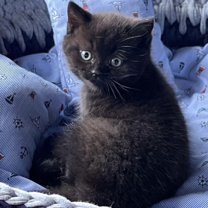 Продаємо шотландських прямовухих кошенят