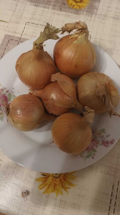 Cebula prosto z gospodarstwa