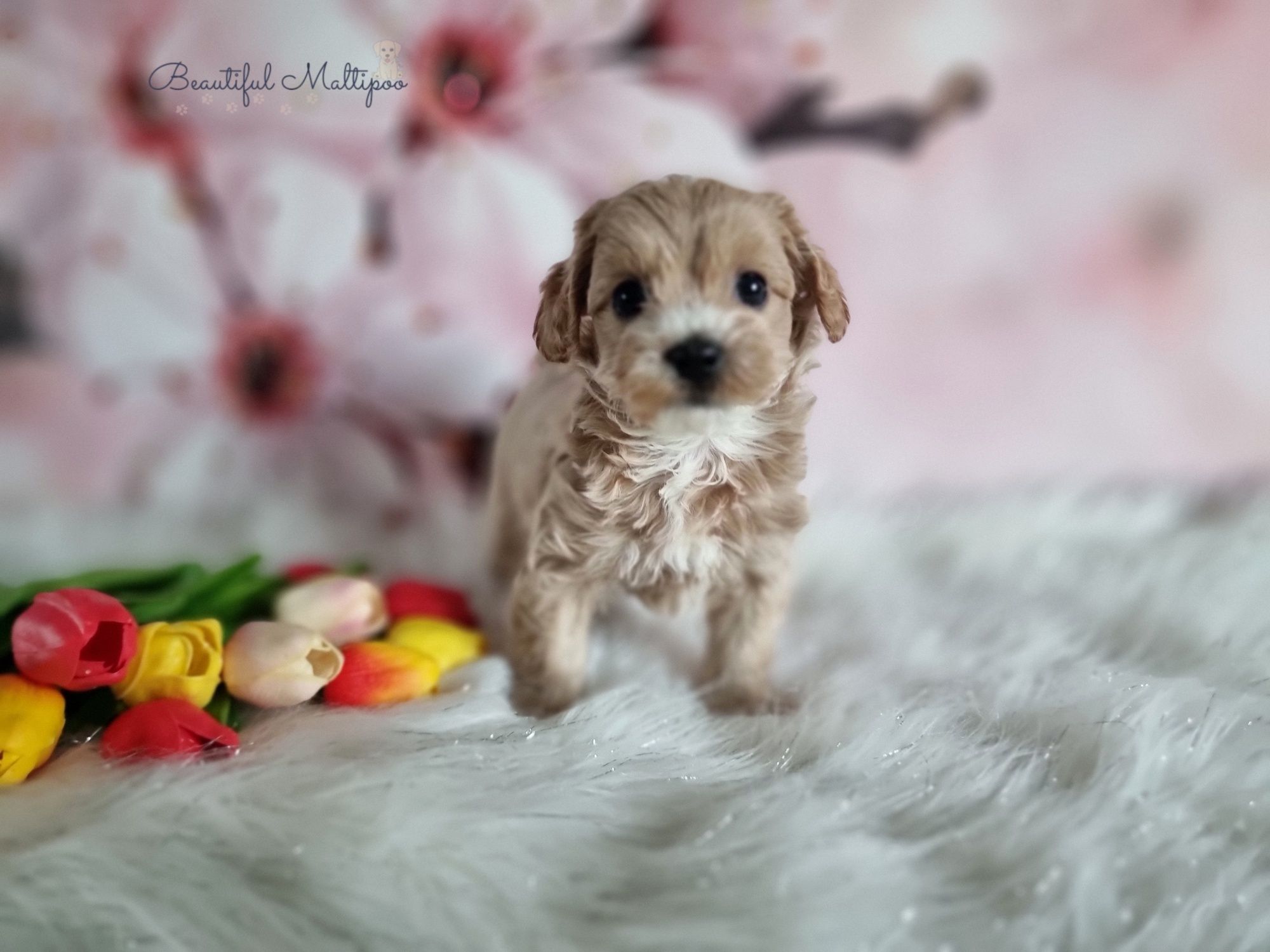 Maltipoo śliczne szczeniąta po pięknych rodzicach