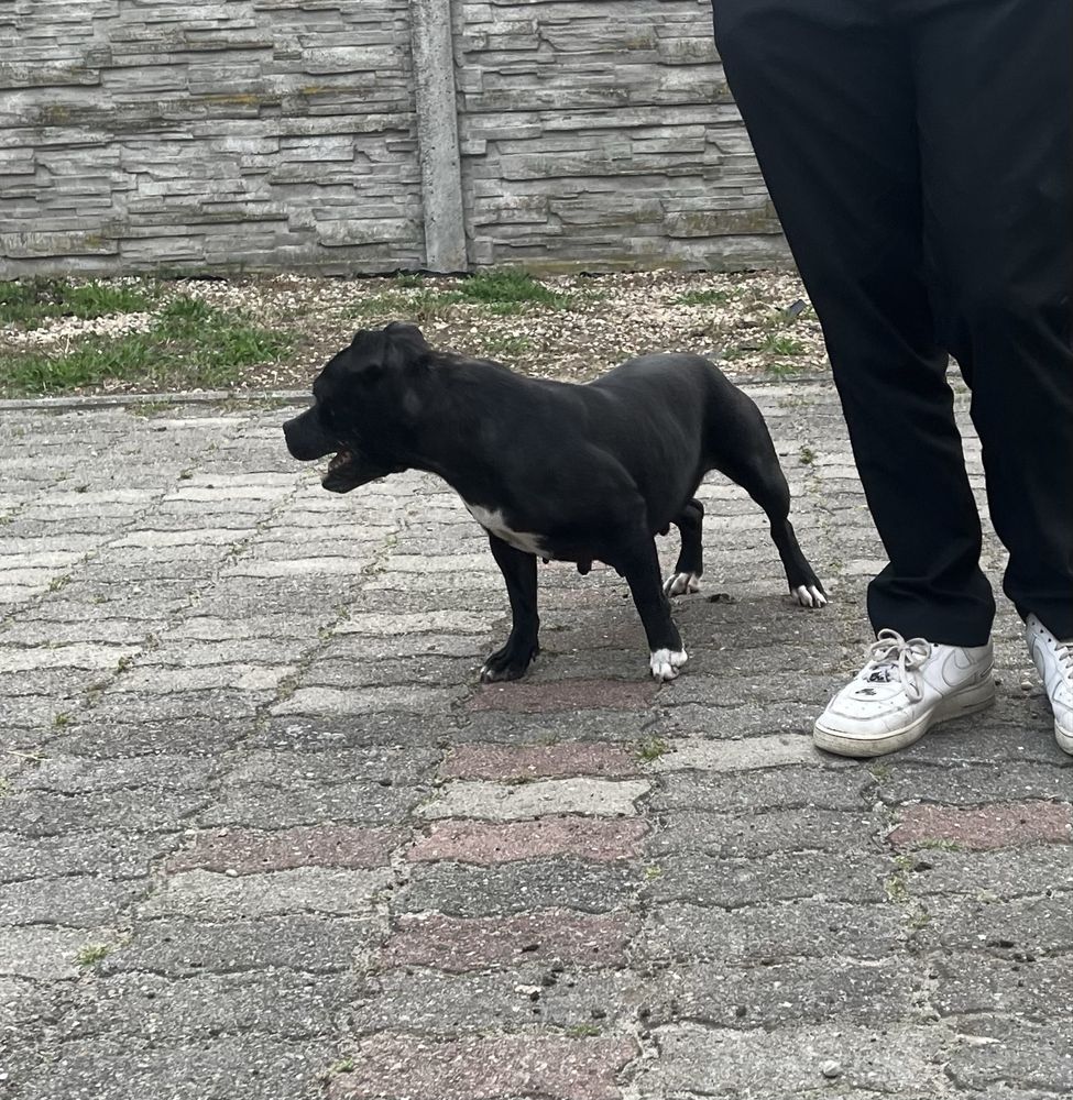 Staffordshire Bull Terrier- Staffik