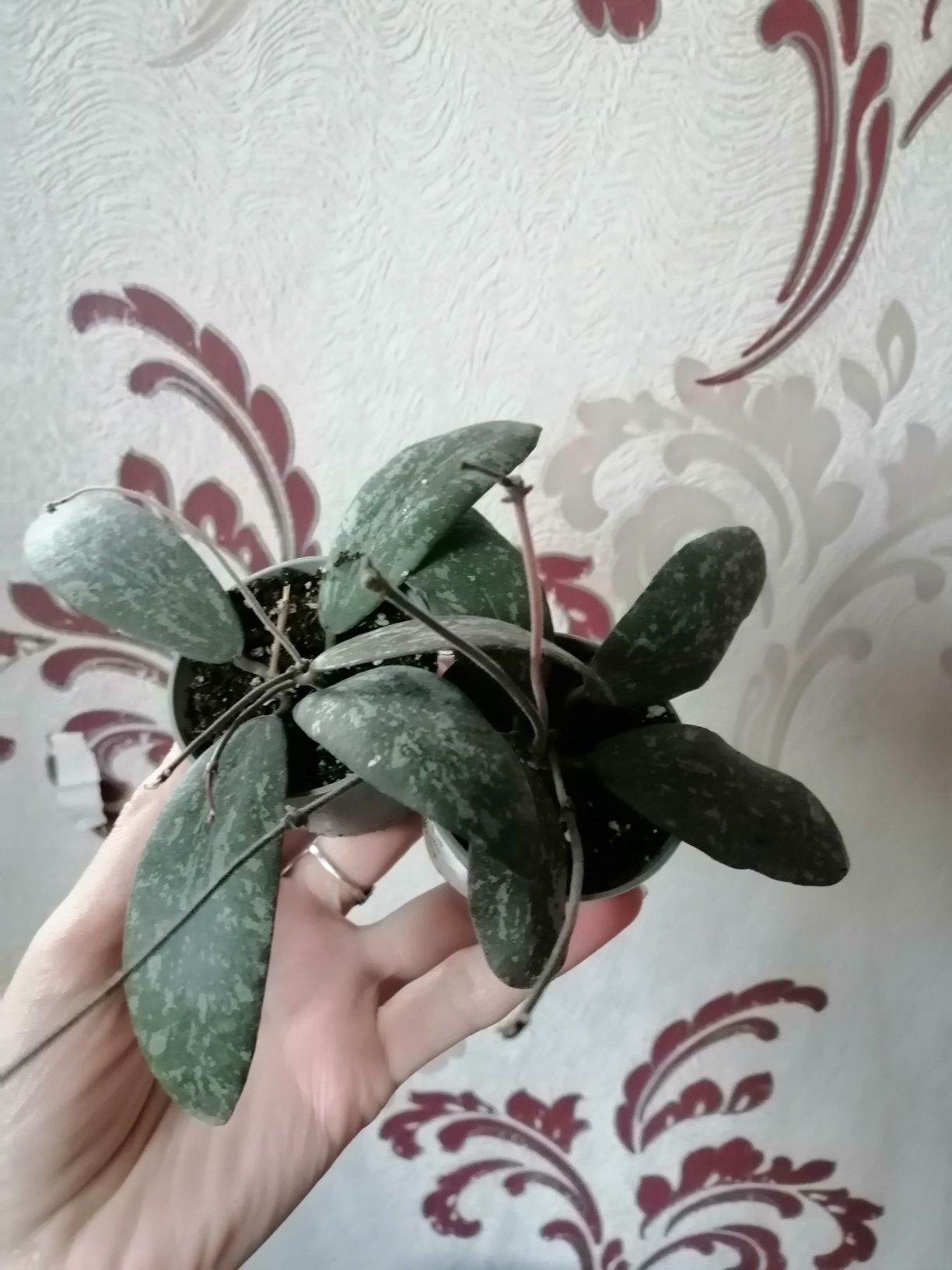 Аглаонема,Шеффлера, Хойя