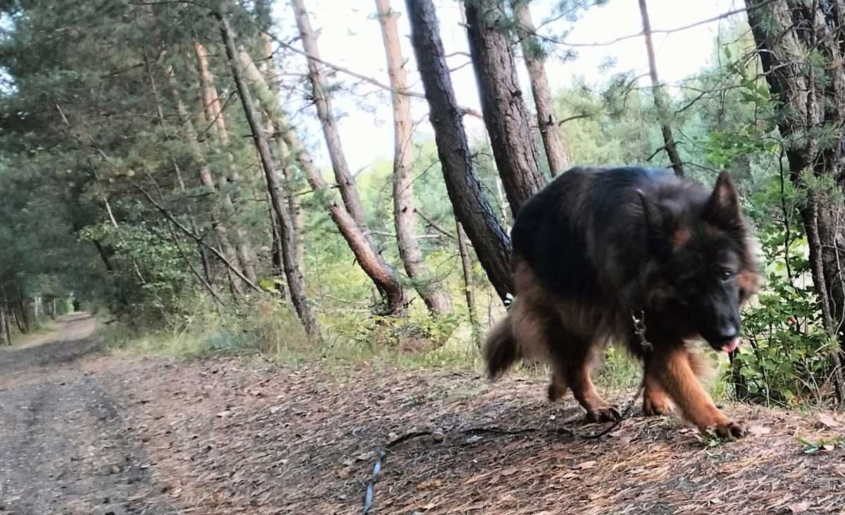 Alfa - piękna dojrzała suczka owczarek niemiecki długowłosy do adopcji