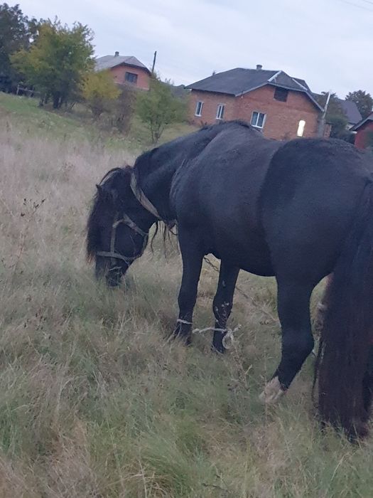 продається кінь жеребець