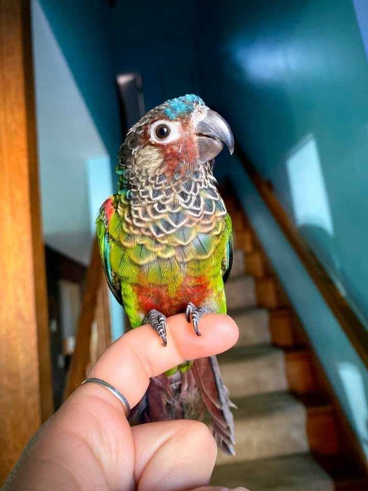 Папуга ручний Піррура
