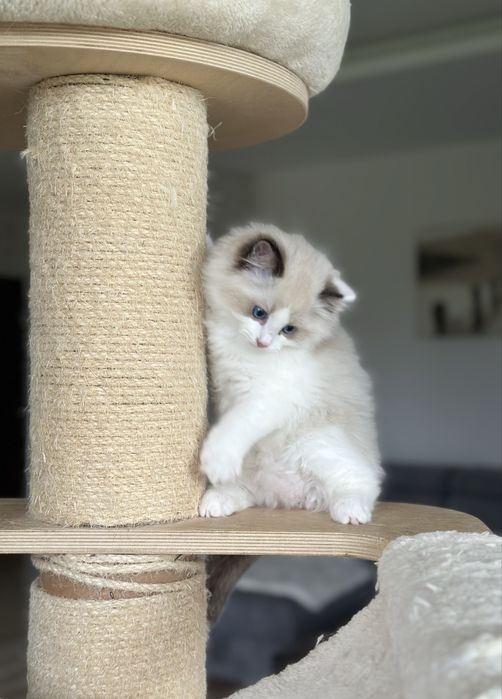 Puchaty kotek ragdoll rodowód FPL