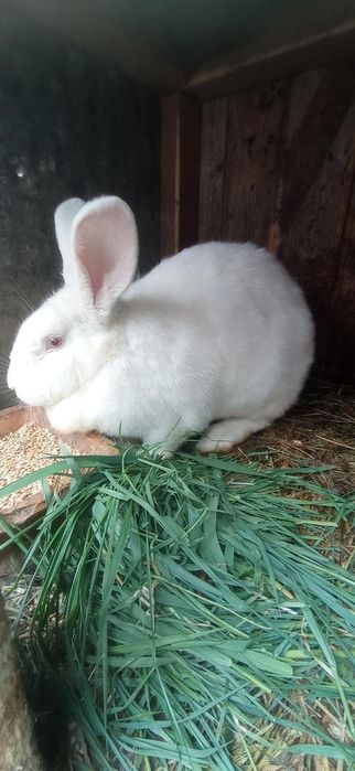 Кролі хлопчики та дівчатка