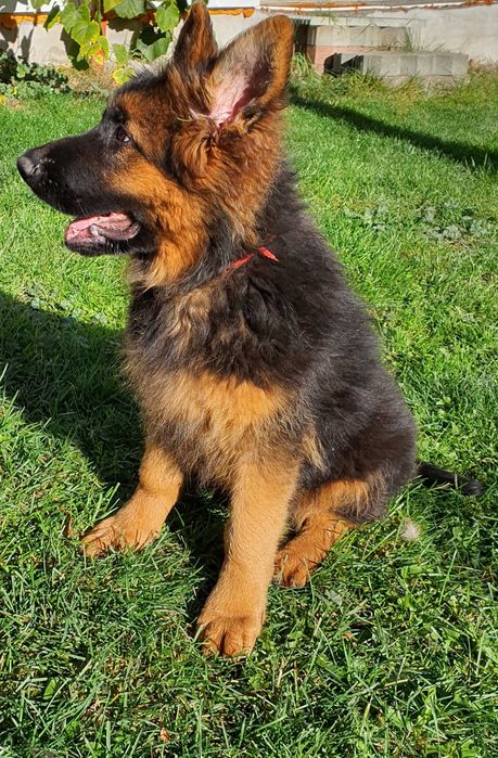 Owczarek Niemiecki Długowłosy-Suczka