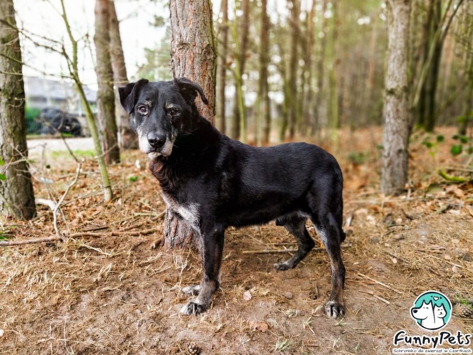 Przefajny Romano poleca się do adopcji!