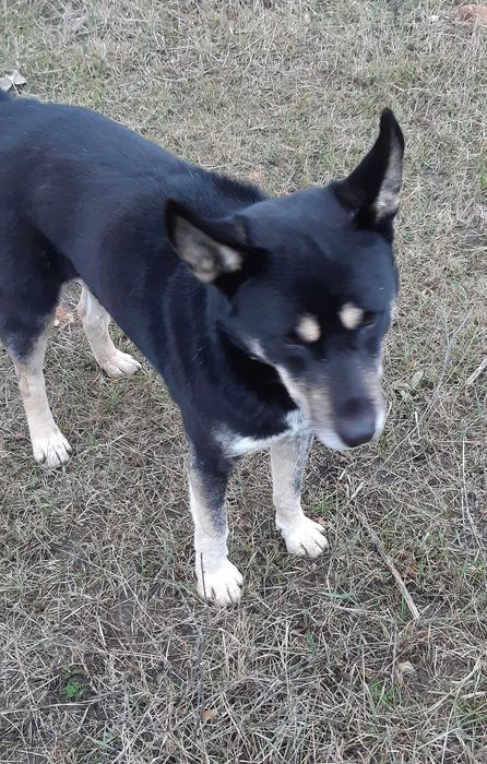 В добрые руки прекрасный друг