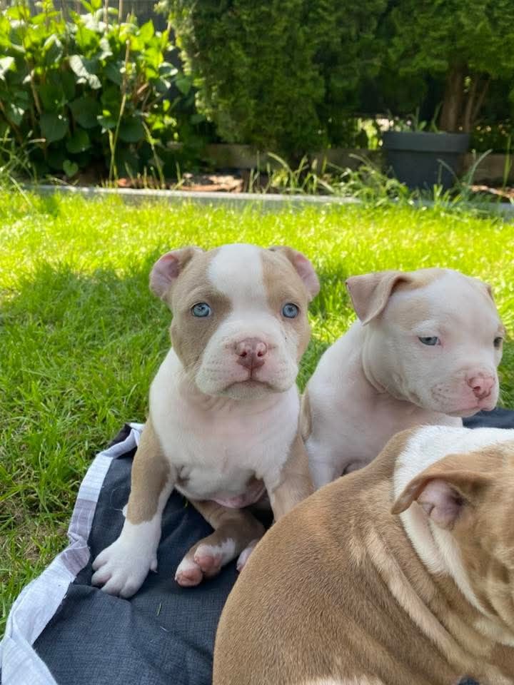 American Bully ABKC.