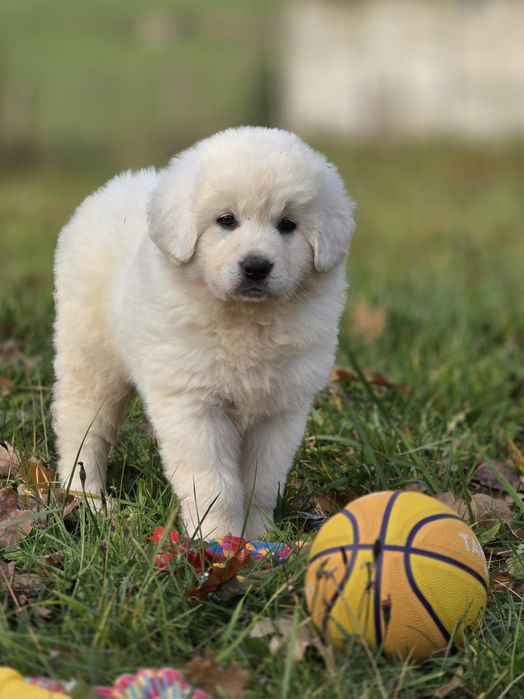 Suczka !!! Owczarek Podhalański !!!